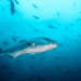 Greater amberjack, Seriola dumerili, a prized Mediterranean fish with a long muscular body and metallic reflections.
