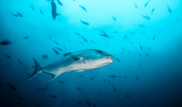 Greater amberjack, Seriola dumerili, a prized Mediterranean fish with a long muscular body and metallic reflections.