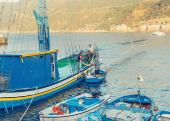 sperimentazione trapline pesce spada