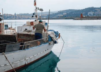 EU fisheries and aquaculture statistics: why better data matter