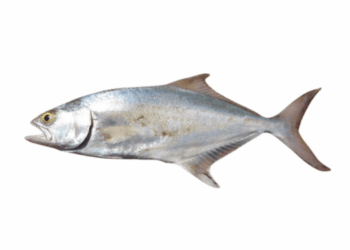 Leccia adulta, Lichia amia, grande predatore costiero del Mediterraneo dal corpo argenteo e allungato