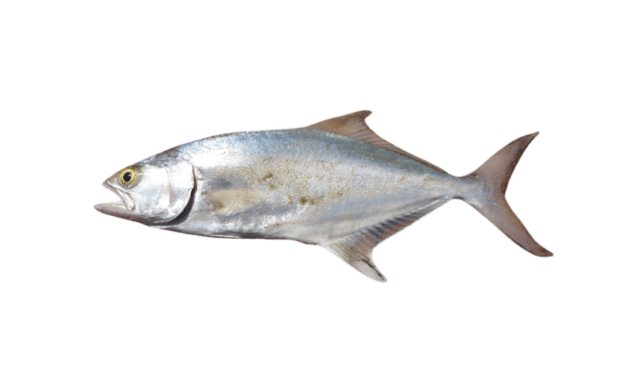 Leccia adulta, Lichia amia, grande predatore costiero del Mediterraneo dal corpo argenteo e allungato