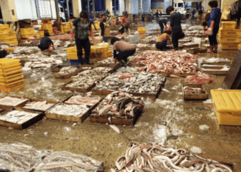 Tilapia importata in Brasile