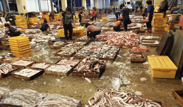 Tilapia importata in Brasile