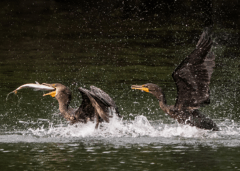cormorano pesca acquacoltura