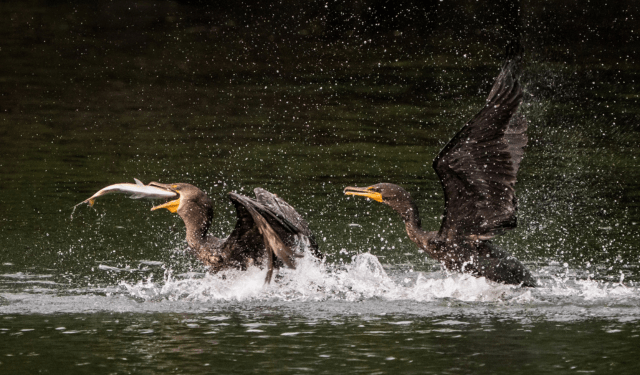 cormorano pesca acquacoltura