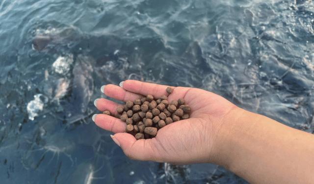 farine e oli di pesce