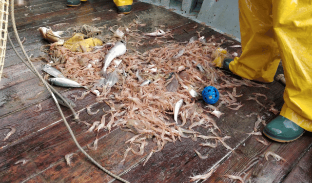SeaWatch metaprobe used to collect environmental DNA in fishing gear