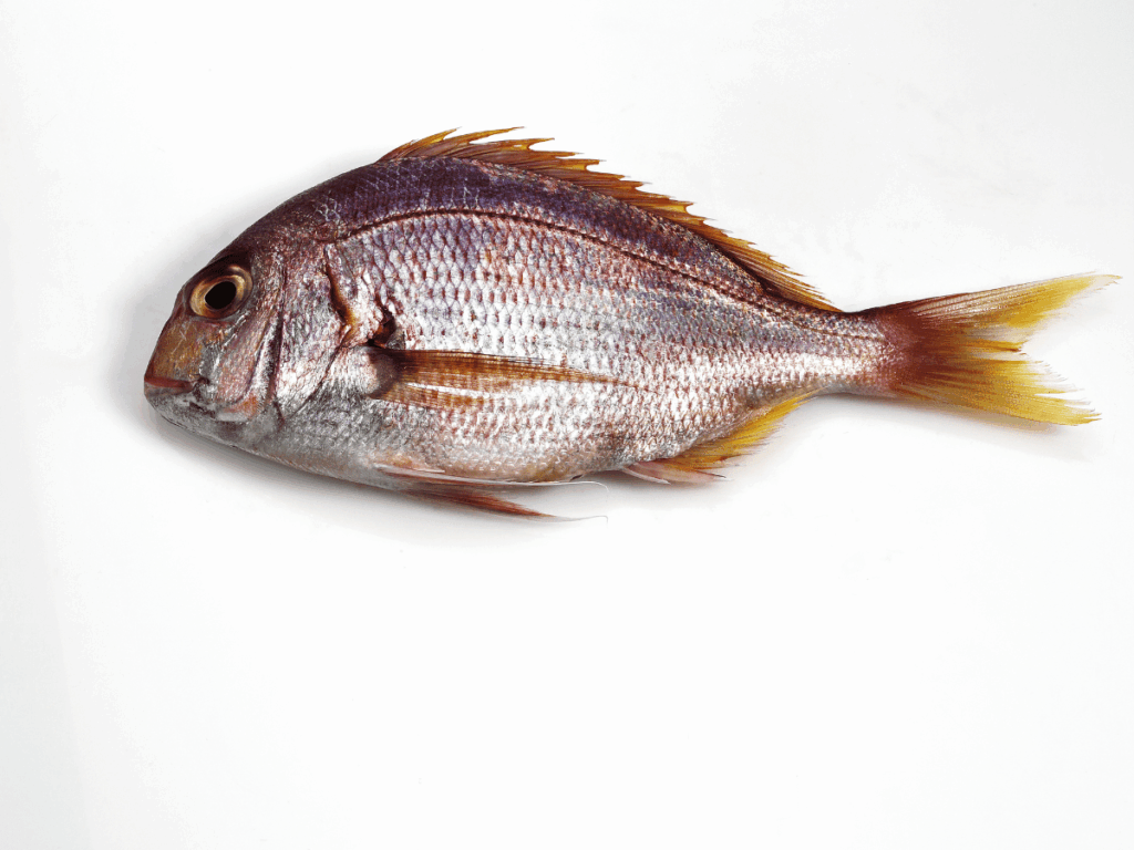 Occhione o pezzogna, Pagellus bogaraveo, pesce pregiato dei fondali mediterranei