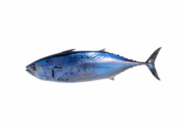 Little tunny, Euthynnus alletteratus, showing the compact body and dark markings that distinguish it from bluefin tuna.