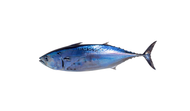 Little tunny, Euthynnus alletteratus, showing the compact body and dark markings that distinguish it from bluefin tuna.