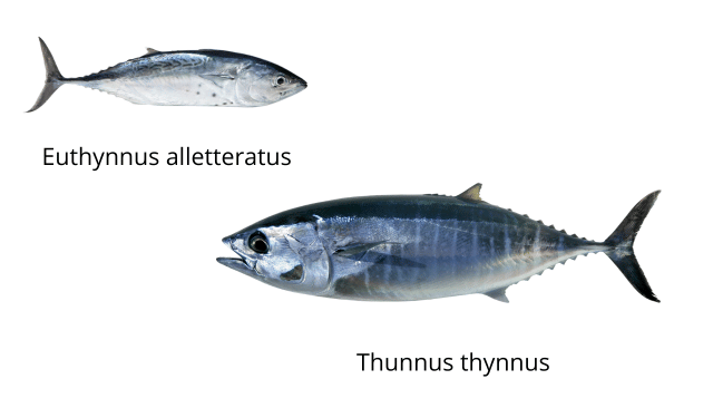Comparison between little tunny, Euthynnus alletteratus, and bluefin tuna, Thunnus thynnus, showing that they are two different species.