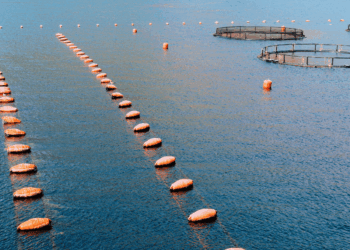 Warm lagoon waters affecting shellfish farming as climate change raises risks for fisheries and aquaculture
