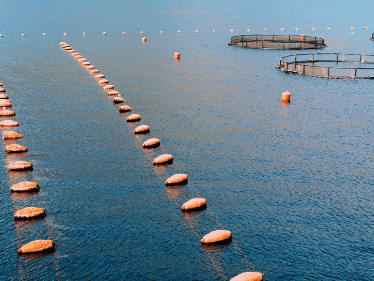 Warm lagoon waters affecting shellfish farming as climate change raises risks for fisheries and aquaculture