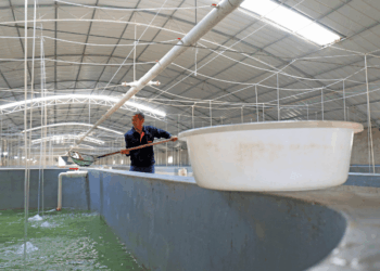 Impianto di acquacoltura con sistemi di ossigenazione per il benessere dei pesci e l’efficienza produttiva.