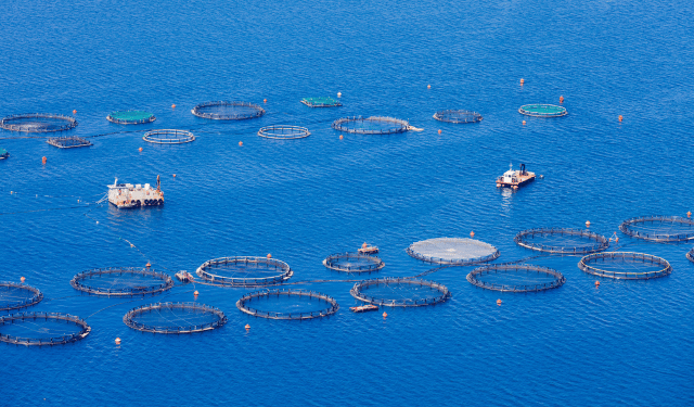 Acquacoltura, le scelte che aumentano il valore commerciale