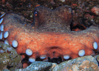 Polpo tra le rocce nel suo ambiente naturale