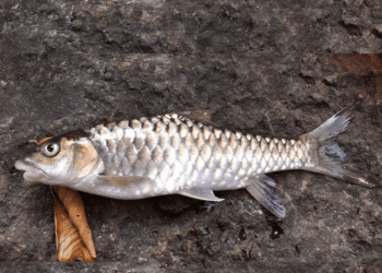 Empurau, the most prized river fish in the world for flesh quality