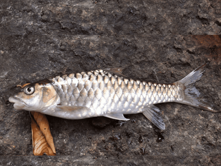 Empurau, the most prized river fish in the world for flesh quality