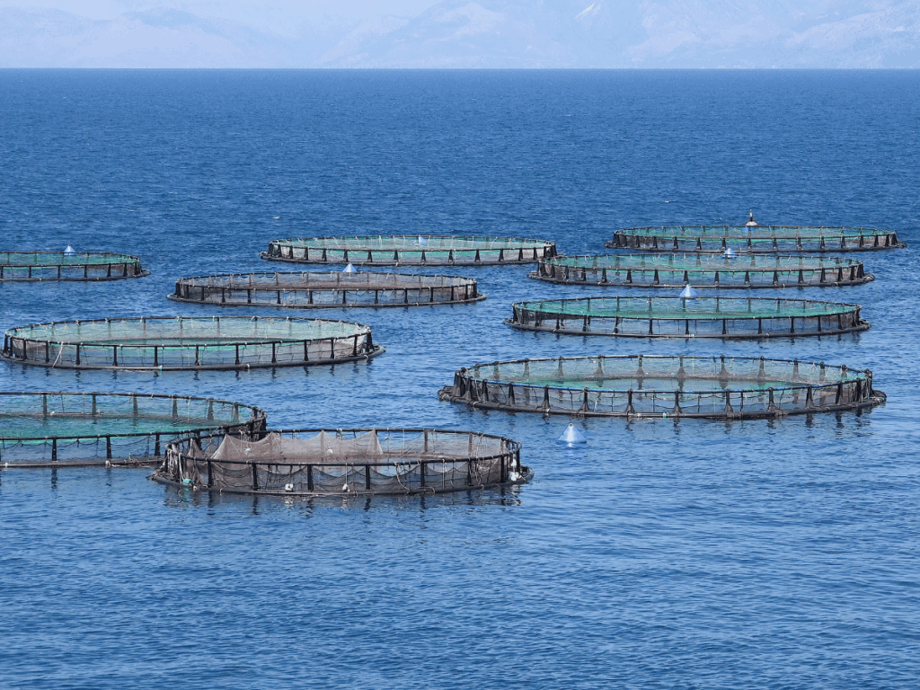 Floating cages used for marine aquaculture. Stock image.