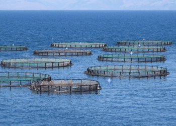 Floating cages used for marine aquaculture. Stock image.