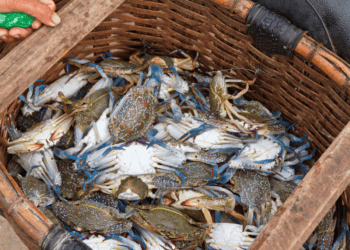 Granchio blu catturato in un’area di molluschicoltura del Veneto