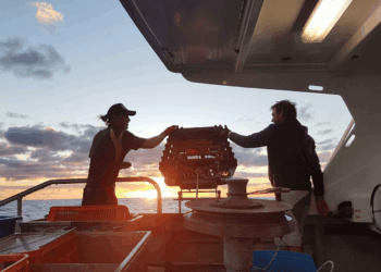 Pescatori recuperano le nasse per la Western Rock Lobster al largo dell’Australia occidentale