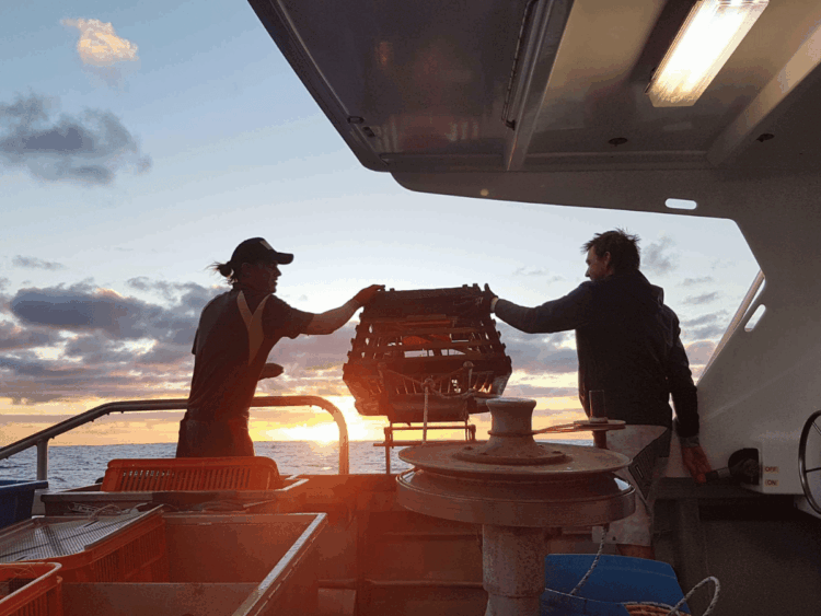 Pescatori recuperano le nasse per la Western Rock Lobster al largo dell’Australia occidentale