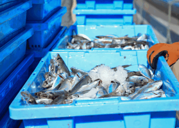 Cassette azzurre contenenti pesce fresco conservato con ghiaccio durante la movimentazione nella filiera ittica.
