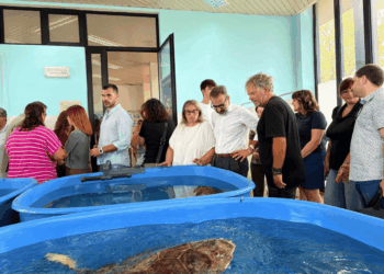 Sea Turtle Clinic Bari: nuove vasche per le tartarughe