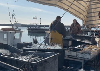 Pescatori al lavoro in porto con reti e cassette del pescato per il racconto delle Settimane Blu 2026 del GAC dei Due Mari