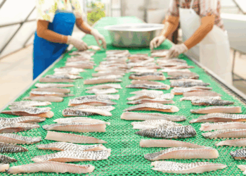 Filetti di pesce in lavorazione durante i controlli della filiera ittica