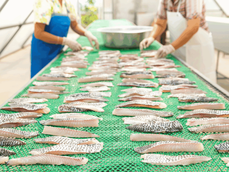 Filetti di pesce in lavorazione durante i controlli della filiera ittica