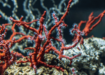 Corallo rosso Corallium rubrum nel Mediterraneo - FAO_GFCM - Claudia Amico
