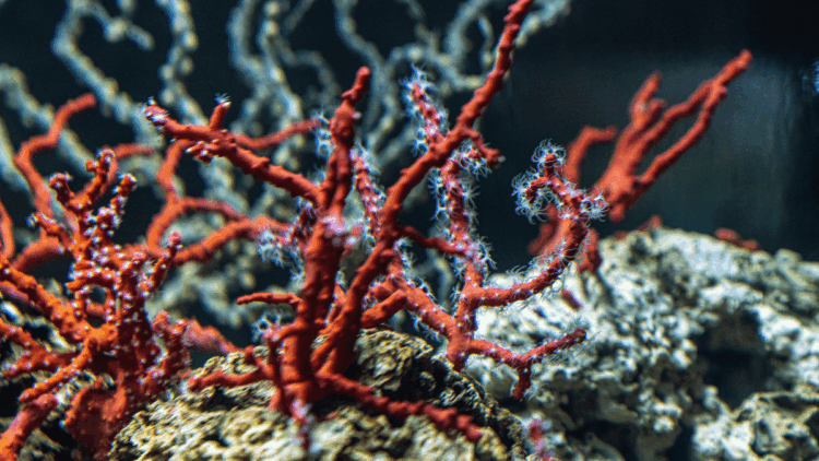 Corallo rosso Corallium rubrum nel Mediterraneo - FAO_GFCM - Claudia Amico