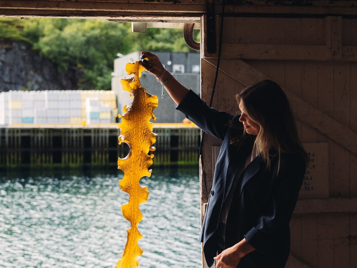Angelita H. Eriksen of Lofoten Seaweed shows seaweed harvested in the waters of the Lofoten Islands