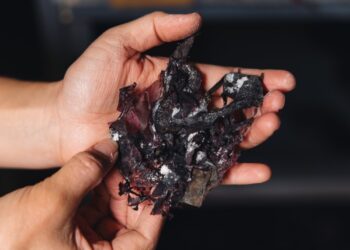 Dried seaweed from Lofoten Seaweed with a natural coating of salts and sugars