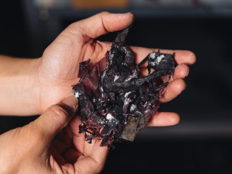 Dried seaweed from Lofoten Seaweed with a natural coating of salts and sugars