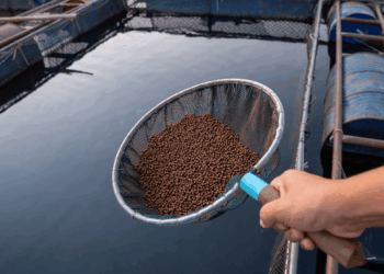 Mangimi per acquacoltura con olio di alghe come alternativa all’olio di pesce