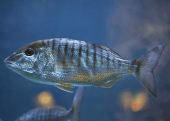 Mormora Lithognathus mormyrus, sparide mediterraneo riconoscibile per le bande scure sul corpo argenteo