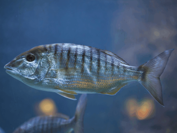 Mormora Lithognathus mormyrus, sparide mediterraneo riconoscibile per le bande scure sul corpo argenteo