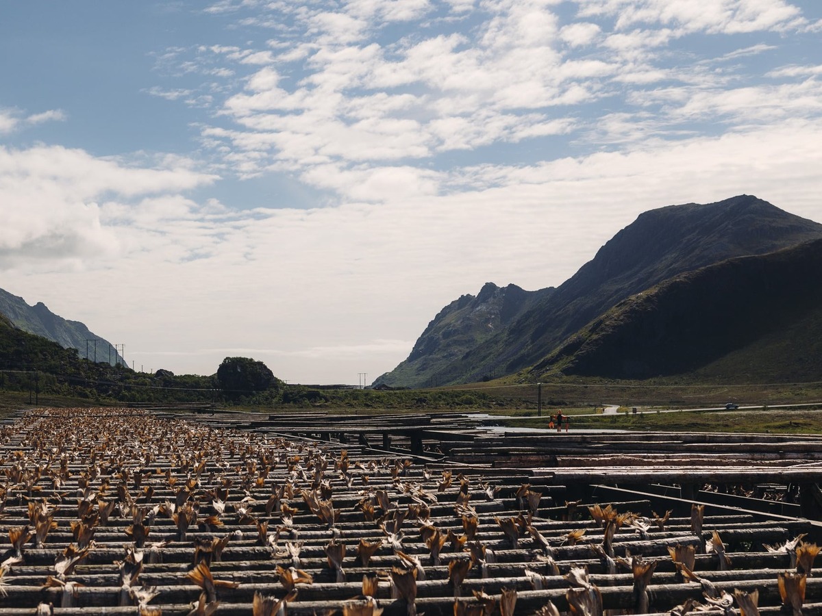 Stockfish drying racks set within the mountain landscape of the Lofoten Islands