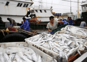 Operatori ittici movimentano cassette di pesce in porto per la filiera seafood