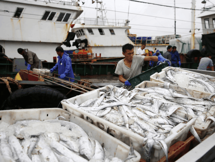 Operatori ittici movimentano cassette di pesce in porto per la filiera seafood