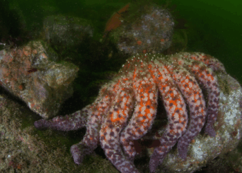 Stella marina girasole sul fondale marino della California, specie chiave per l’equilibrio delle foreste di kelp