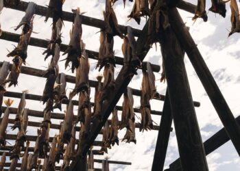 Stockfish hanging on wooden racks for natural drying in the Lofoten Islands
