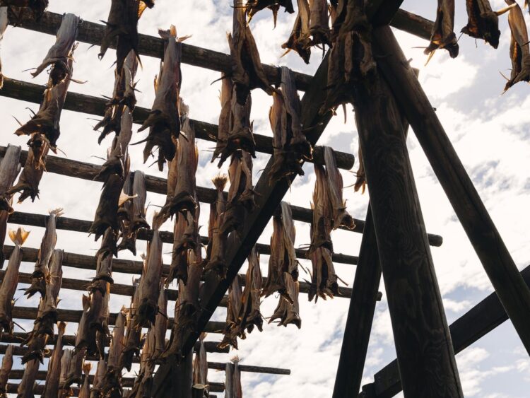 Stockfish hanging on wooden racks for natural drying in the Lofoten Islands