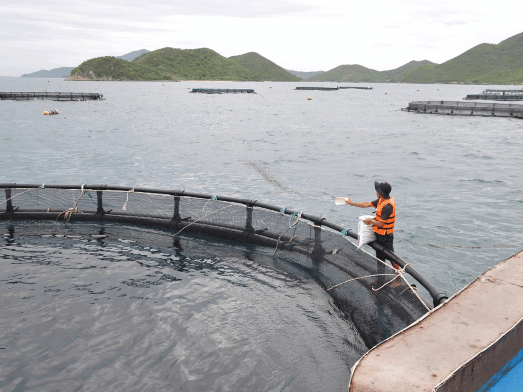 vietnam-acquacoltura-marina-export-ittico
