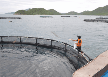 vietnam-acquacoltura-marina-export-ittico