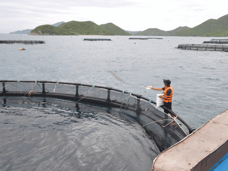 vietnam-acquacoltura-marina-export-ittico